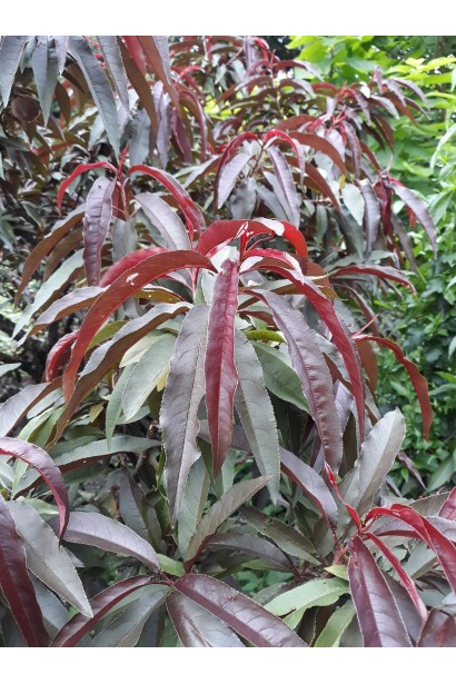 Листя персика Бургунди: пурпурне, стільне, яке додає загадковості і краси.